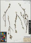 Foto von Salix repens subsp. incubacea (L.) A. Neumann